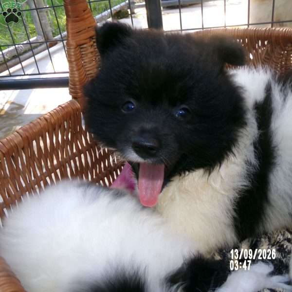 Sierra, Pomeranian Puppy